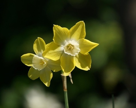 Narcissus x intermedius 'Texas Star' Daffodil from Pixabay.com by Florian Pircher