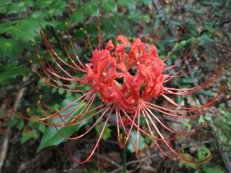 Red Spider Lily, Lycoris radiata by CMG Adrienne