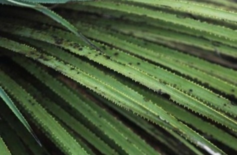 Sotol Leaves from wildflower.org by Mia Brakebill