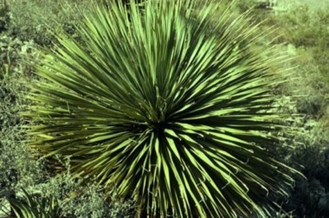 Texas Sotol Plant from wildflower.org by Wynn Anderson
