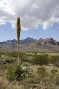 Texas Sotol from wildflower.org by Al Braden
