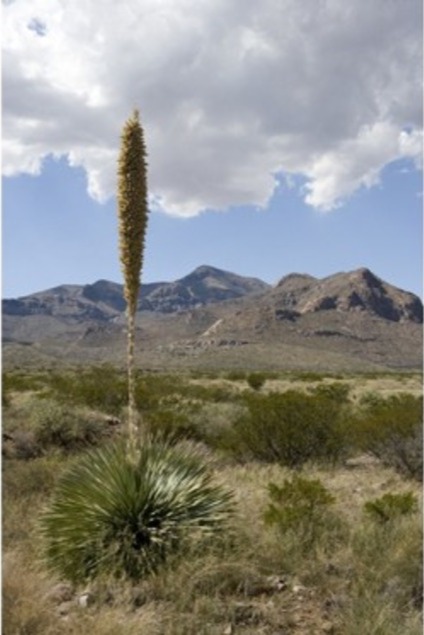 Texas Sotol from wildflower.org by Al Braden