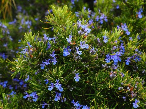 Tuscan Blue Rosemary, Rosmarinus officinalis 'Tuscan blue' from Pixabay.com by Hans