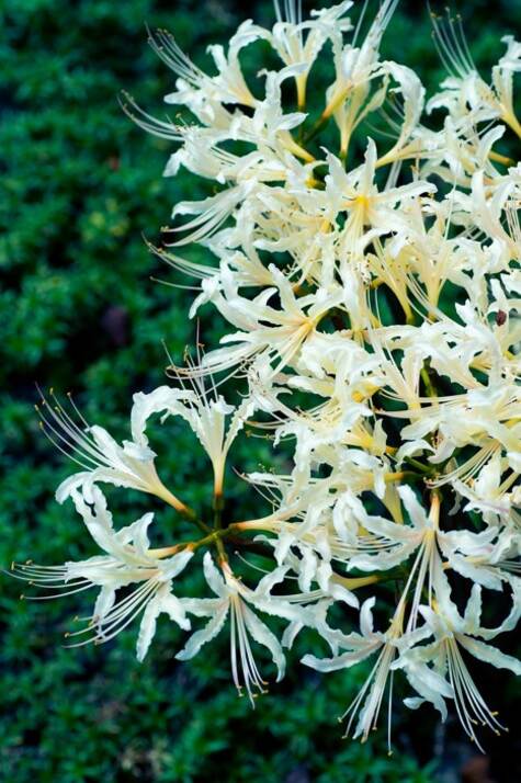 White Spider Lily from Pixaby.com by shell_ghostcage