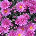 Chrysanthemum from Pixabay by Suppenkasper