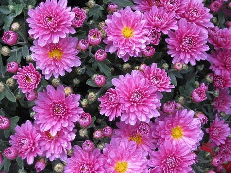 Chrysanthemum from Pixabay by Suppenkasper
