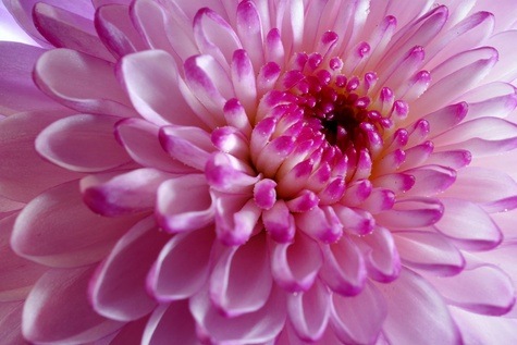 Chrysanthemum from Unsplash.com by Pedro Vit