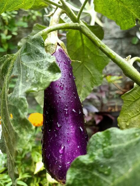 Eggplant from Pixabay by Sendy Wulandhary