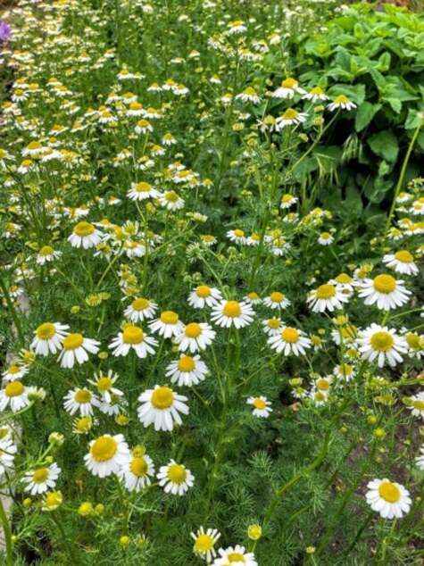 German Chamomile from Pixabay.com by zerin117