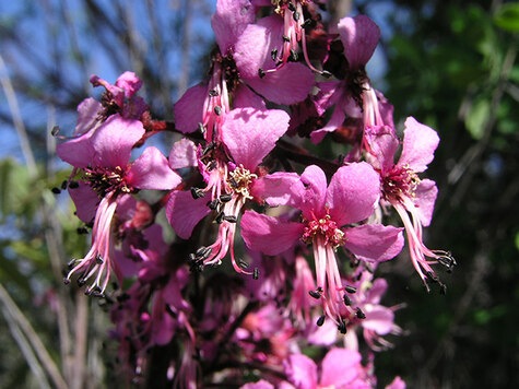 Mexican Buckeye, ungnadia speciose, from www.wildflower.org