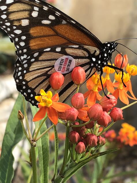 Monarch with Tag by CMG Jennifer K 2020
