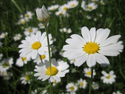 Roman Chamomile from Pixabay.com by wikimediaimages