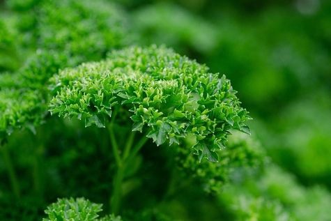 Curly Parsley from Pixabay.com by Katarina N.