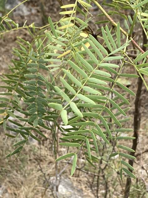 Honey Mesquite Leaves from Wildflower.org
