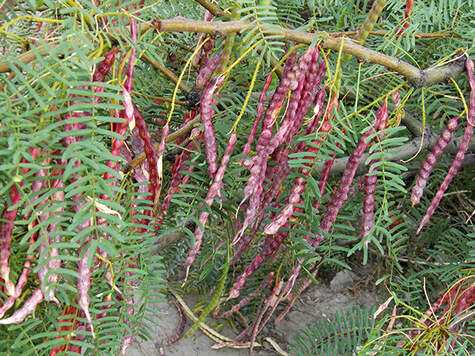 Honey Mesquite Pods from Wildflower.org