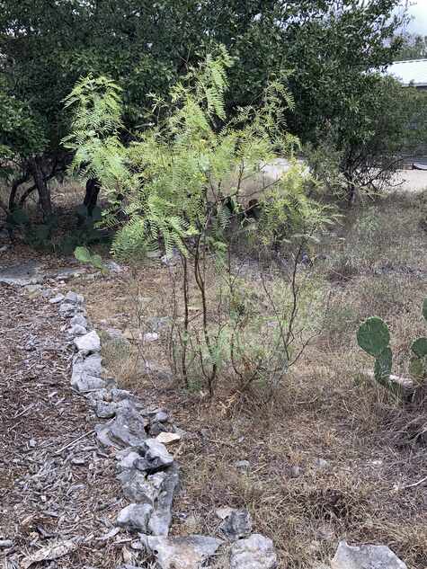 Honey Mesquite from Wildflower.org