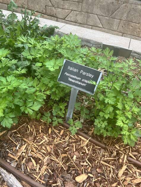 Italian Parsley by CMG Mellissa Z.