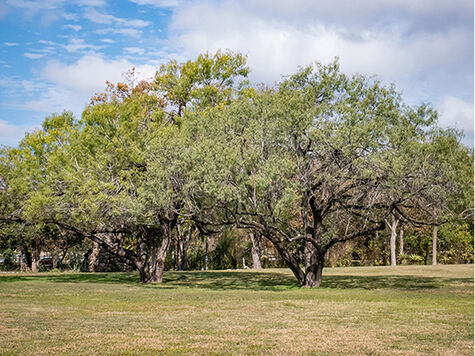 Mature Honey Mesquite from Wildflower.org