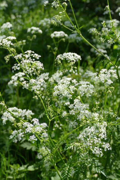 Parsley Flowers from Pixabay.com by Fran Dekkers